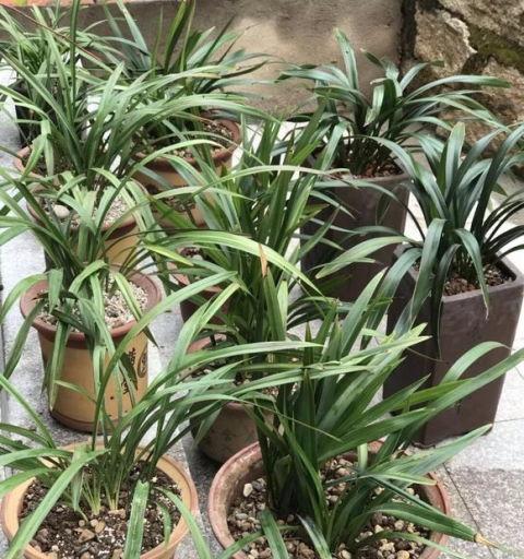 兰花怎么种植,兰花种植入门指南