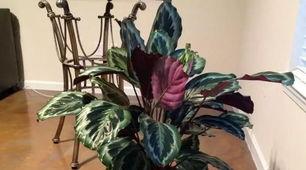 黑竹芋花怎么养,从种植到绽放的全程指南”