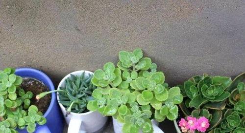 植物绿肉怎么浇水