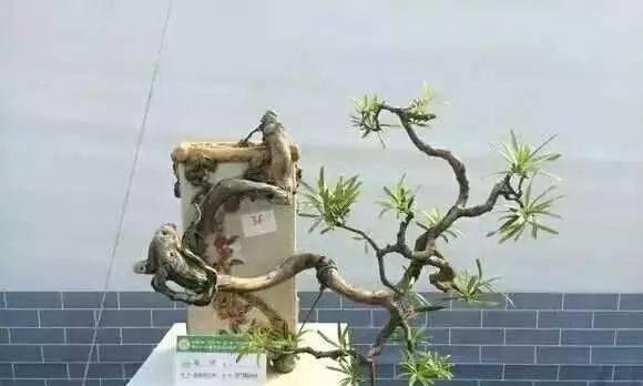 盆景树桩怎么救活,挽救与养护指南