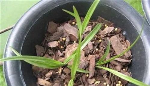 兰花发芽怎么管理,兰花发芽期养护攻略