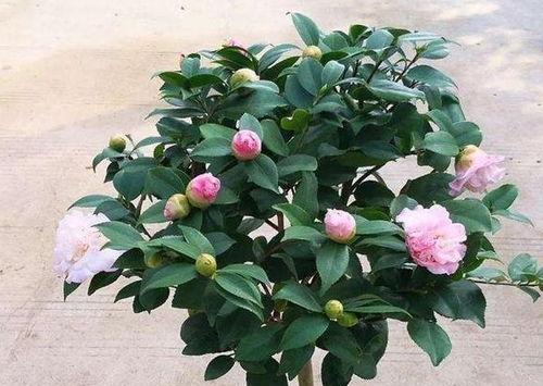 冬季茶花用什么肥料好,选择最佳肥料，助力茶花健康成长