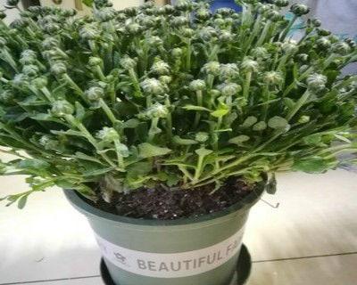 盆栽雏菊怎么种植方法,轻松培育美丽花朵