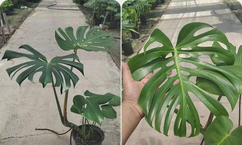 龟背竹老桩如何养,焕发新生的秘诀