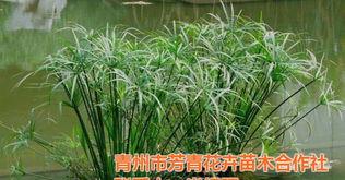 旱伞草怎么分盆,旱伞草分盆繁殖技巧解析