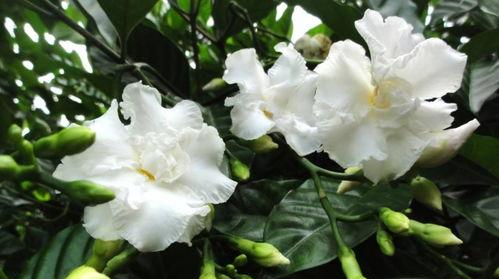 狗牙花怎么养长得快,狗牙花快速生长养护攻略