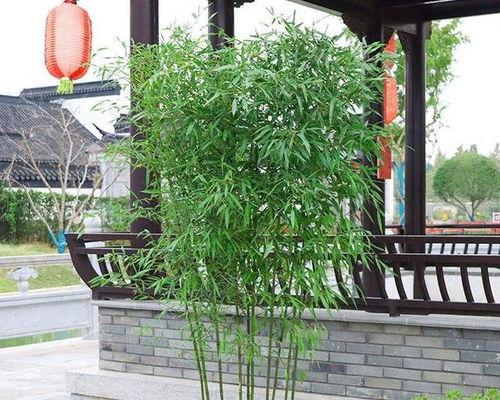 紫竹怎么养护,打造翠绿家园的秘诀