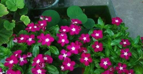 长春花怎么种植