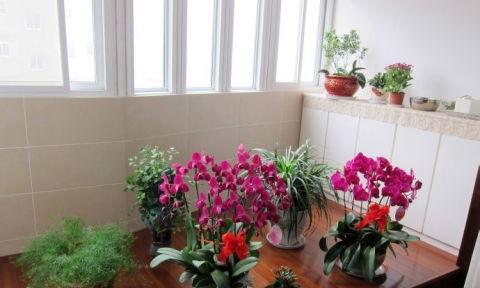 一般家里养什么花,常见家庭养花指南
