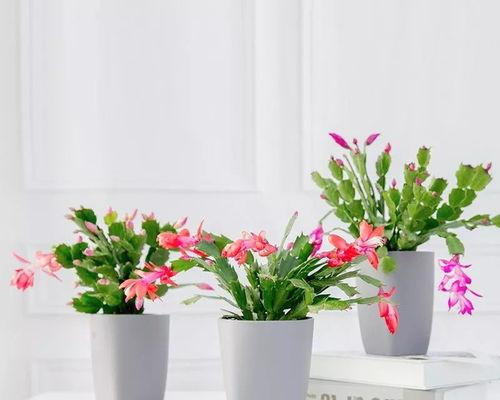 花朵如何过冬,花朵的过冬生存智慧