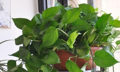 哪些绿植防冻,盘点耐寒绿植的守护者