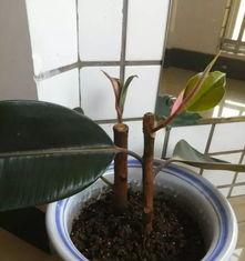 什么时候插橡皮树,橡皮树的最佳种植时机揭秘