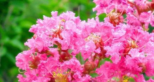 百日红树花能开多久,绚烂盛放百日长