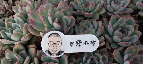 多肉春天用什么肥料,多肉植物春季肥料选择与施用技巧