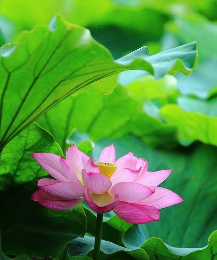 夏天荷花怎么养护,夏日荷花养护攻略