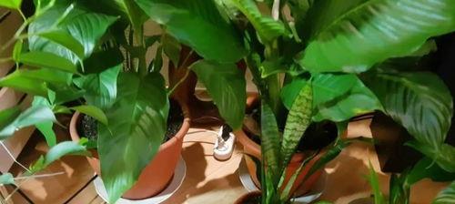 室内植物如何施肥
