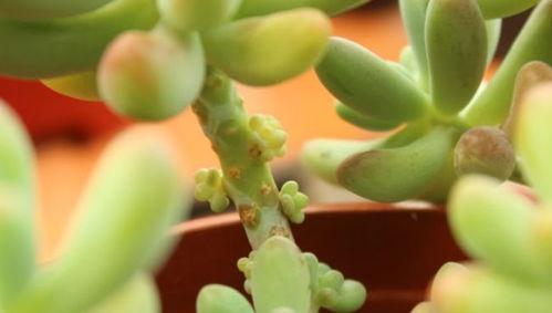 如何让花卉多生侧芽,花卉多侧芽培育技巧解析