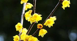 腊梅花纯露怎么用,腊梅花纯露的多重护肤妙用