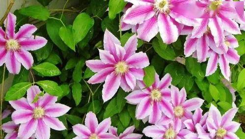 莱莉花怎么不好养,养护攻略与注意事项