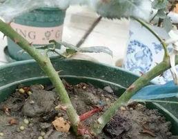 月季侧盆怎么侧,月季侧盆侧枝培育技巧解析