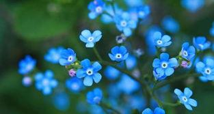 蛇鞭菊花语花意,探寻神秘花语中的浪漫传说
