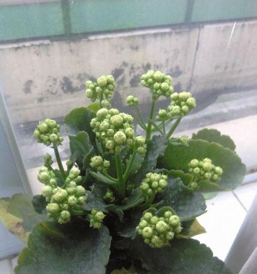 连花冬季怎么放置,科学放置，温暖过冬