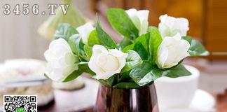 栀子如何水培,栀子花水培培育技巧与生长过程解析