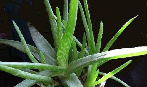 芦荟叶片如果要用怎么,芦荟叶片的神奇用途与使用方法揭秘