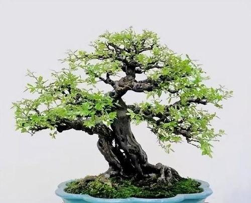 如何护养家庭小盆景,打造绿色家居的艺术之旅