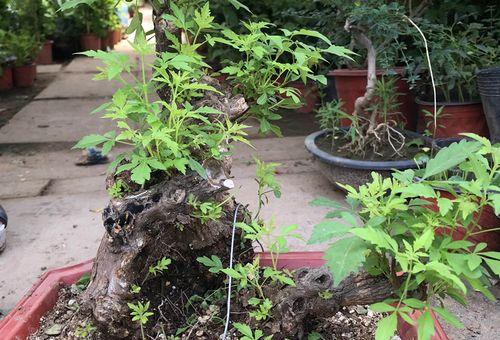 澳洲杉适合什么花盆栽,选择理想花盆的种植指南