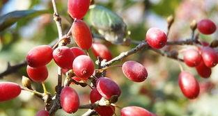 山茱萸怎么种,山茱萸种植技术全解析