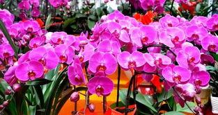 全国哪些市花卉整改,城市绿化新篇章