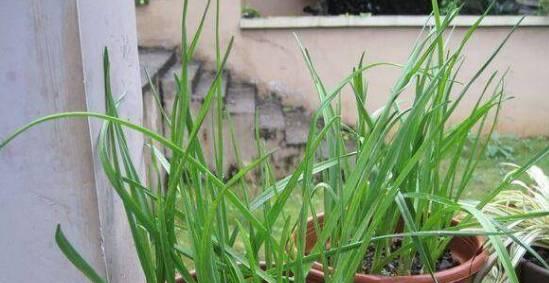 蒜苗种植多久能吃,从播种到品尝仅需数周