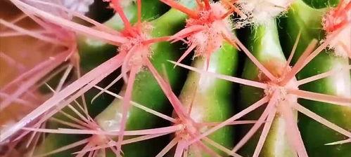 仙人球花语寓意介绍,坚韧与希望的花语寓意