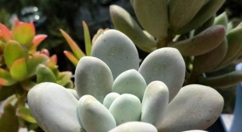 多肉星美人怎么浇水,掌握水分平衡，养出美丽株型