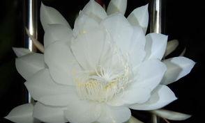 昙花是晚上什么时候,昙花绽放的秘密时刻