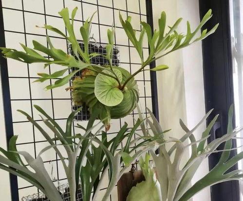 鹿角蕨是什么花卉,自然界的独特花卉珍品