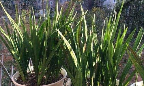 小苍兰怎么养才能粗壮,助其粗壮生长的秘诀
