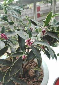 什么植物花最香,探寻自然界中最香植物花之谜