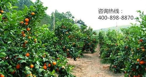 沙土地栽什么果树,沙土地适宜种植的果树品种概述