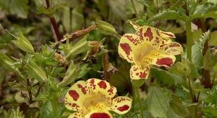 猴面花怎么冬季开花,猴面花冬季开花之谜
