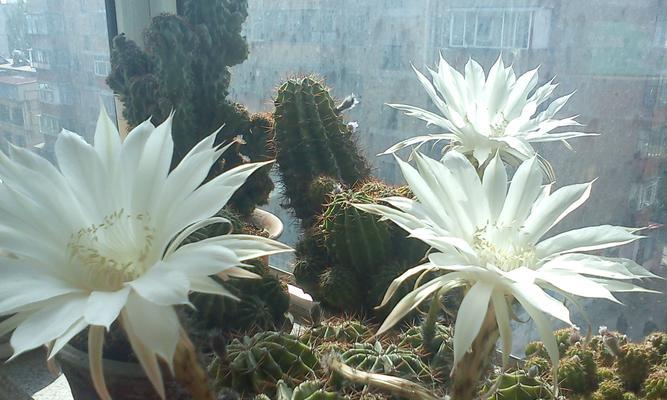 时来运转的养殖方法与注意事项（科学养殖，收获丰盈；小心病害，保证安全）