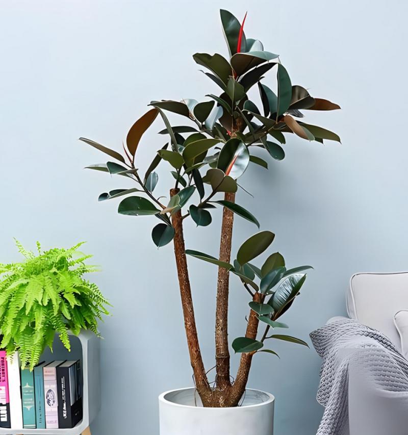 橡胶树的养殖方法及技巧（打造丰盛的橡胶园，关键在于科学养殖）