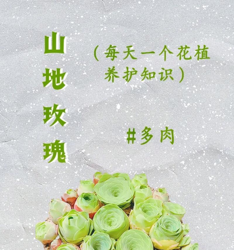 鸡蛋山地玫瑰的养殖方法与技巧（打造美丽花园的秘密，掌握关键养护要点）