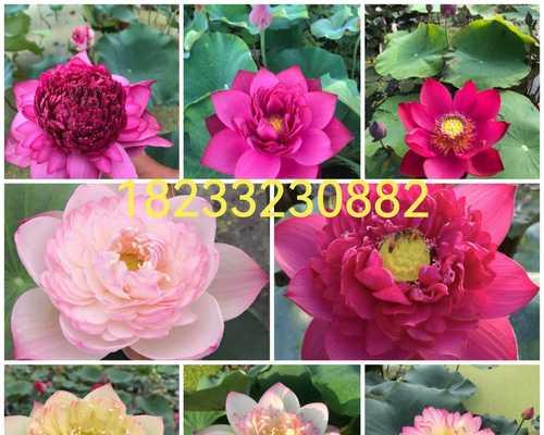 荷花繁殖的方法及技巧（探秘荷花繁殖过程中的关键因素）