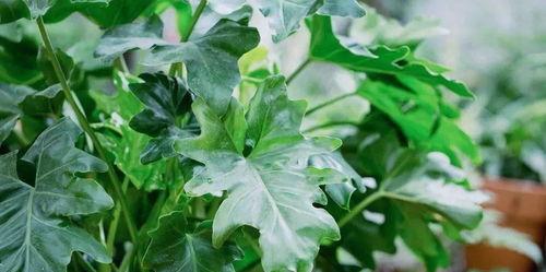 春羽用什么施肥,科学施肥，助力植物茁壮成长