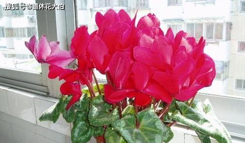 仙客来开花时怎么施肥,助力花朵绽放的秘密