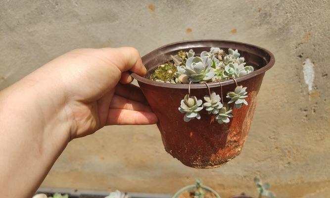 以子持莲花养殖的方法和技巧（以种子培育和繁殖方式为关键，探索成功种植莲花的秘诀）