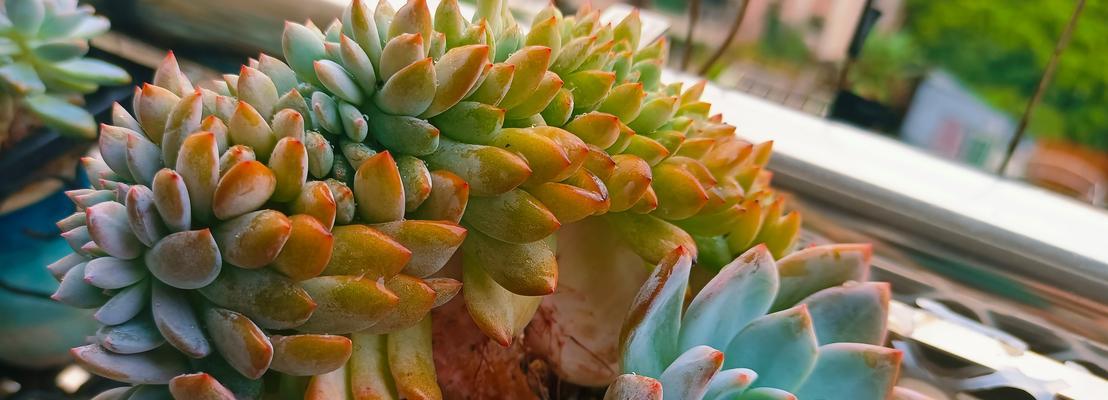 以树皮能做多肉的养殖方法和注意事项（多肉植物栽培技巧，树皮的秘密武器）