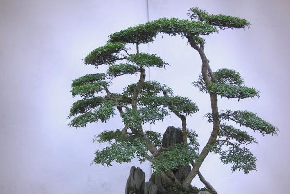 北方六月雪的养殖方法（打造北方地区的室内雪景——以北方六月雪的养殖为例）